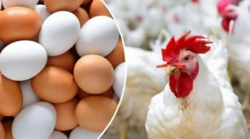 تغيرات غير متوقعة في أسعار الدواجن داخل الأسواق المحلية خلال تعاملات اليوم